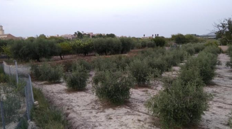 Murcia - Cehegín - 4367m2