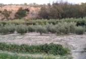 Land with storage building for sale on España, Cehegín, ref: TR399287 photo