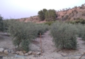 Land with storage building for sale on España, Cehegín, ref: TR399287 photo