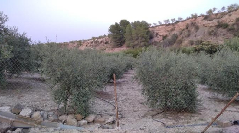 Murcia - Cehegín - 4367m2