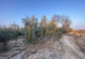 Land suitable for development for sale on España, Huércal-Overa, ref: TR395103 photo