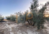 Land suitable for development for sale on España, Huércal-Overa, ref: TR395103 photo