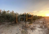 Land suitable for development for sale on España, Huércal-Overa, ref: TR395103 photo