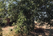 Finca rústica en venta en la España, Ponferrada, ref: TR399416 foto