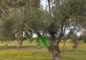 Xalet independent amb terreny en venda a la España, Montijo, ref.: TR399991 foto