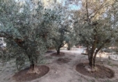 Casa de camp amb terreny en venda a la España, el Pinós, ref.: TR398659 foto