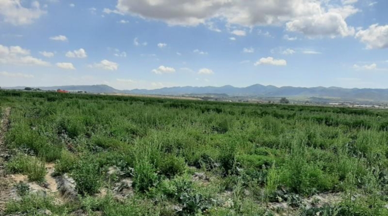 Sevilla - Lora del Río - 8698m2