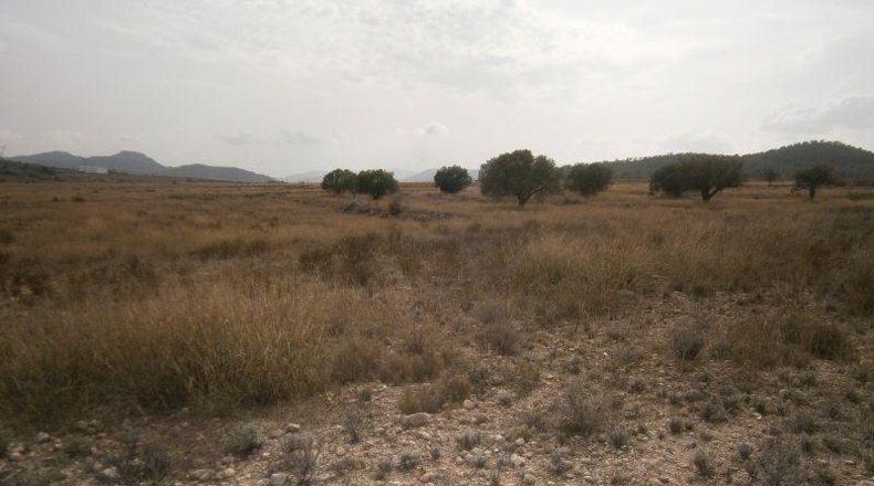 Alicante - Salinas - 58390m2
