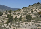 Non-developable land for sale on España, Tibi, ref: TR397807 photo