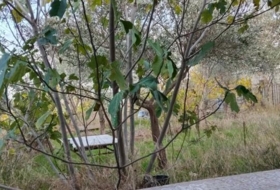 Casar de Cáceres 9890&nbsp;м²