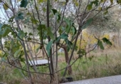 Country house with land for sale on España, Casar de Cáceres, ref: TR399053 photo