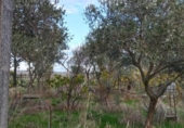 Country house with land for sale on España, Casar de Cáceres, ref: TR399053 photo