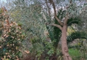 Country house with land for sale on España, Casar de Cáceres, ref: TR399053 photo