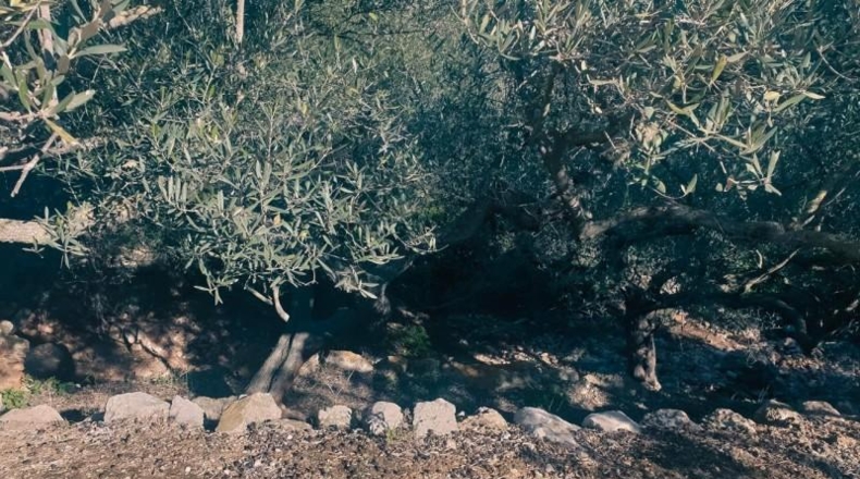 Barcelona - la Roca del Vallès - 14m2
