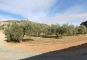 Xalet independent amb terreny en venda a la España, Albolote, ref.: TR398582 foto
