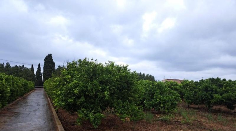 Castellón - Vinaroz - 8500m2