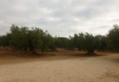 Chalet independiente con terreno en venta en la España, Camarles, ref: TR397919 foto