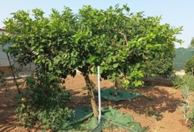 Foto 11