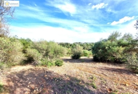 Gerena 67516&nbsp;m² 