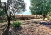 Non-developable land for sale on España, Gerena, ref: TR396905 photo