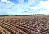 Non-developable land for sale on España, Gerena, ref: TR396905 photo