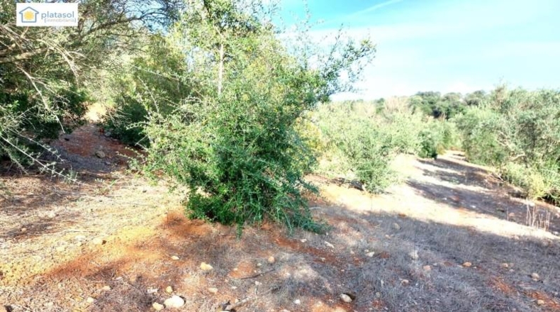 Alava - Vitoria - 67516m2