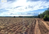 Non-developable land for sale on España, Gerena, ref: TR396905 photo