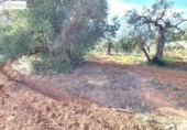 Non-developable land for sale on España, Gerena, ref: TR396905 photo