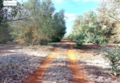 Non-developable land for sale on España, Gerena, ref: TR396905 photo