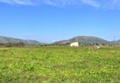 Detached villa with land for sale on España, Sa Pobla, ref: TR398123 photo
