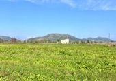 Detached villa with land for sale on España, Sa Pobla, ref: TR398123 photo