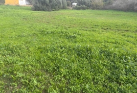 Vejer de la Frontera 4000&nbsp;m² 