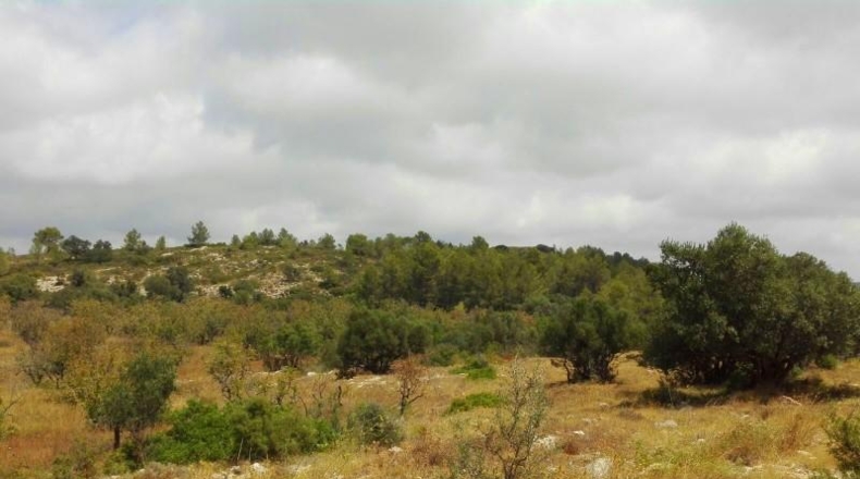 Soria - Arcos de Jalón - 35000m2