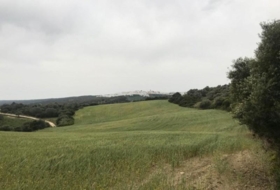 Vejer de la Frontera 50000&nbsp;m² 