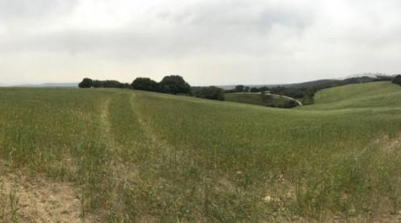Cádiz - Jerez de la Frontera - 50000m2