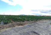 Chalet independiente con terreno en venta en la España, Puerto Lumbreras, ref: TR397977 foto