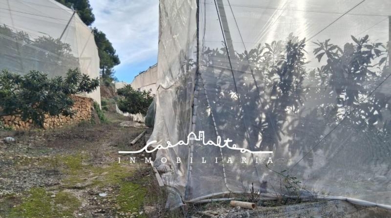 Alicante - Callosa de Ensarriá - 11000m2
