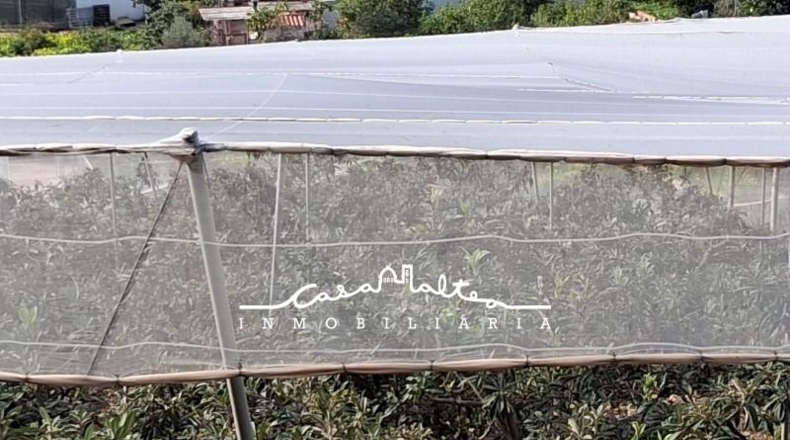 Alicante - Callosa de Ensarriá - 11000m2