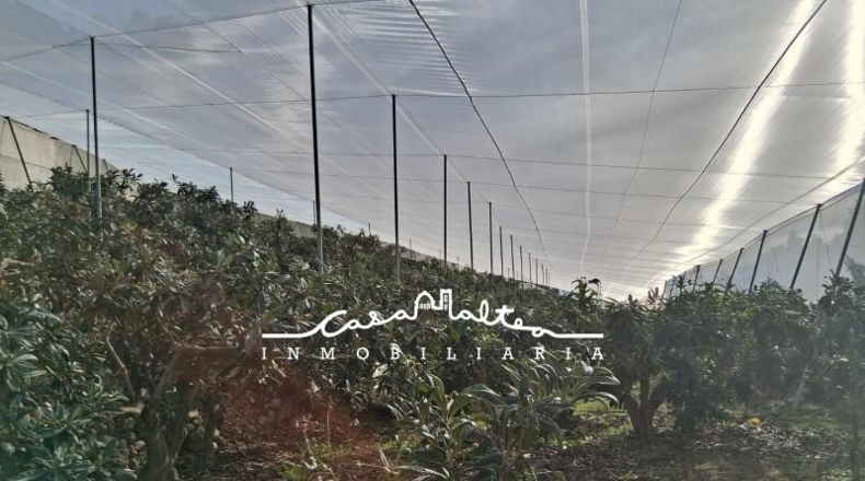 Alicante - Callosa de Ensarriá - 11000m2