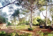 Detached villa with land for sale on España, Llíria, ref: TR388479 photo