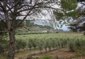 Casa con terreno en venta en la España, Alpicat, ref: TR388429 foto