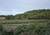Casa con terreno en venta en la España, Alpicat, ref: TR388429 foto