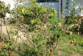 Foto 9