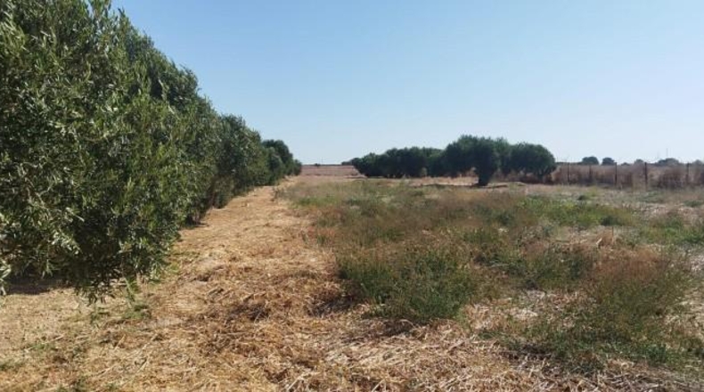Cádiz - Puerto Real - 32749m2