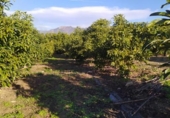 Terreny amb magatzem en venda a la España, Nerja, ref.: TR399746 foto