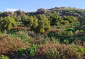 Terreny amb magatzem en venda a la España, Nerja, ref.: TR399746 foto
