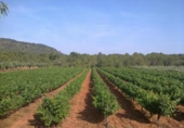 House with land for sale on España, Azuébar, ref: TR398856 photo