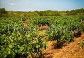 House with land for sale on España, Azuébar, ref: TR398856 photo