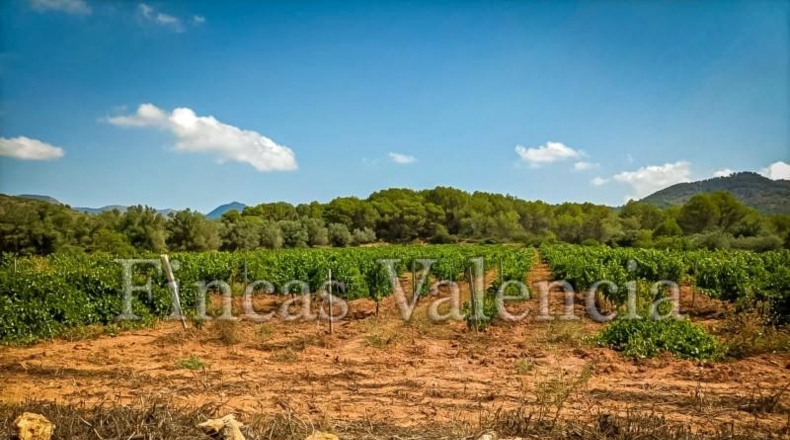 Valencia - Alcira - 54000m2