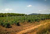 House with land for sale on España, Azuébar, ref: TR398856 photo